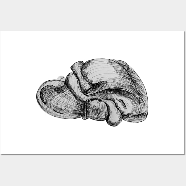 Liver Pen and Ink Illustration Wall Art by emadamsinc